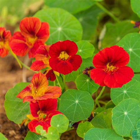 Nasturtium Companion Plants - Organic Gardener Pro