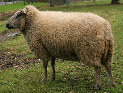 AnimalsDomestic0006 - Free Background Texture - animal sheep fur hair ...