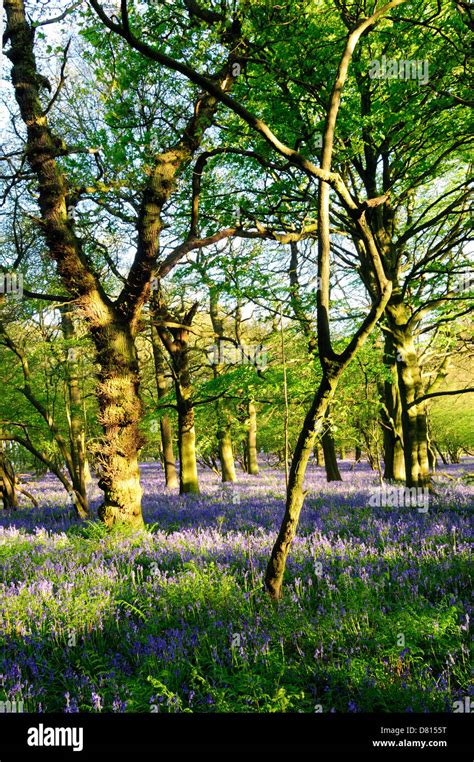 English woodlands hi-res stock photography and images - Alamy