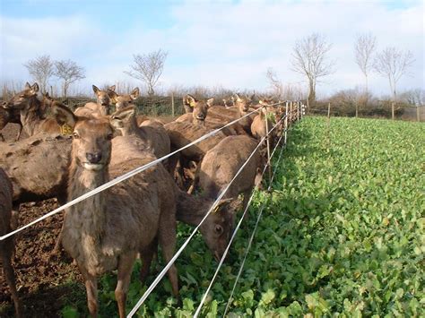 Deer farming in the UK - Veterinary Practice