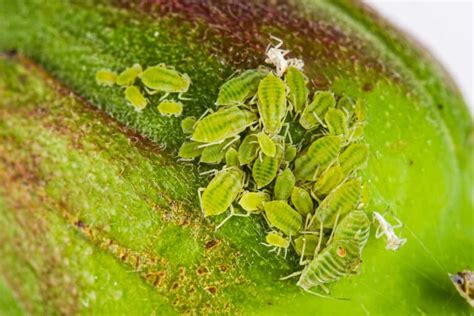 Aphids: How to Organically Control Aphids in The Garden