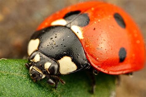 orange ladybug | Ladybug, Lady in red, Orange