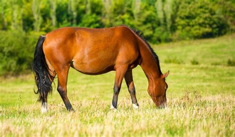 Bay Horse Color - Genetics, Shades, Breeds & Famous Bay Horses - Helpful Horse Hints