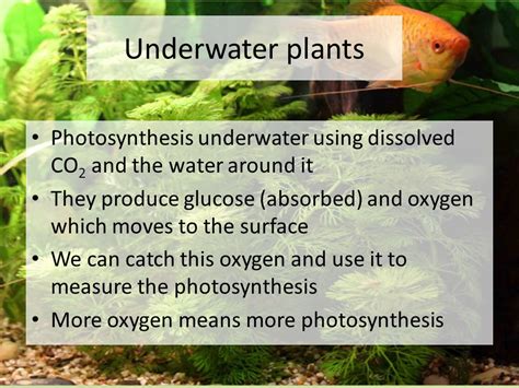 Plant Reactions Starter: Write down everything you can remember about plants from previous ...