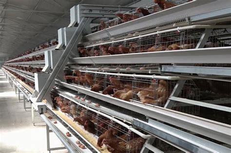 Innovative Battery Cage | Poultry Farming Equipment Suppliers