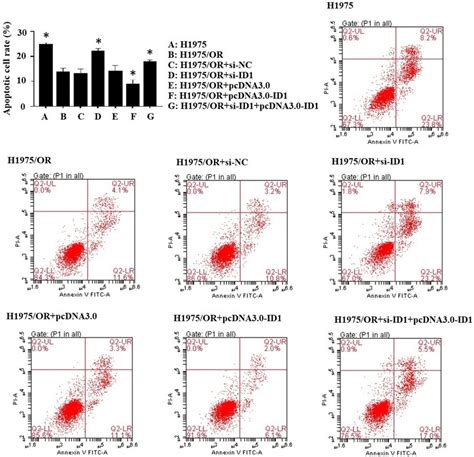 Flow cytometry analysis of apoptosis in osimertinib-sensitive and ...