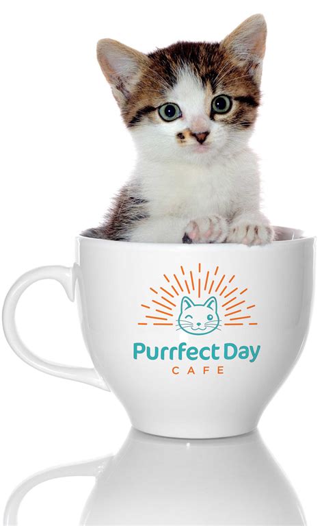 Purrfect Day Cafe | Purrfect, Kitten season, Cat cafe