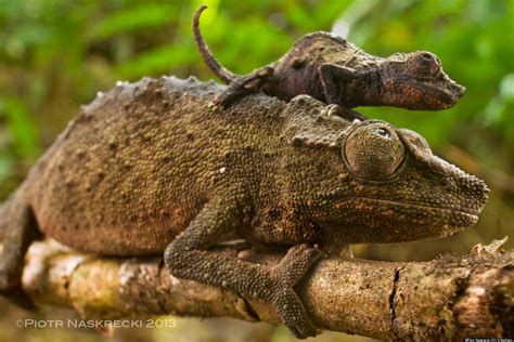 Pygmy Chameleon Photos Show Stunning Creature In Natural Habitat