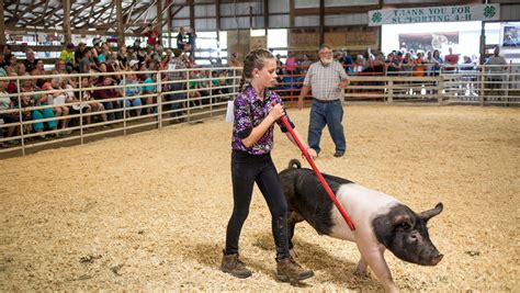 Swine Show at the St. Clair County 4-H and Youth Fair