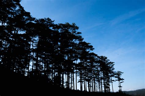 Forest Night Pine Tree - Free photo on Pixabay - Pixabay