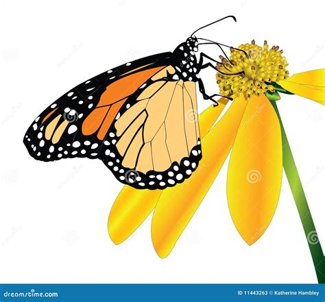 Monarch Butterfly-side View Stock Vector - Illustration of insect ...