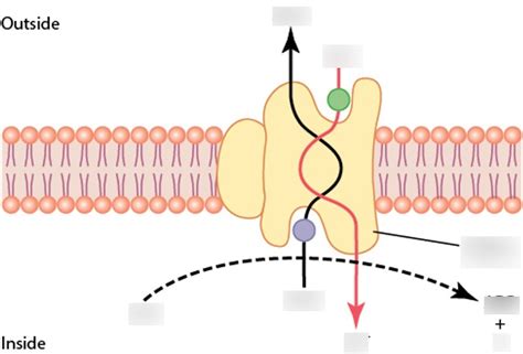 Sodium Potassium Pump Diagram | Quizlet