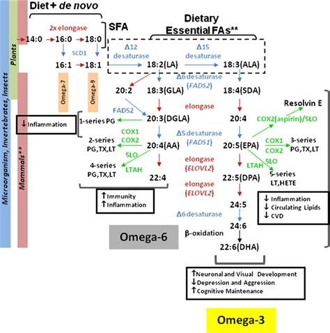 Biosynthetic pathway of 3 and 6 polyunsaturated fatty acids (PUFAs).... | Download Scientific ...