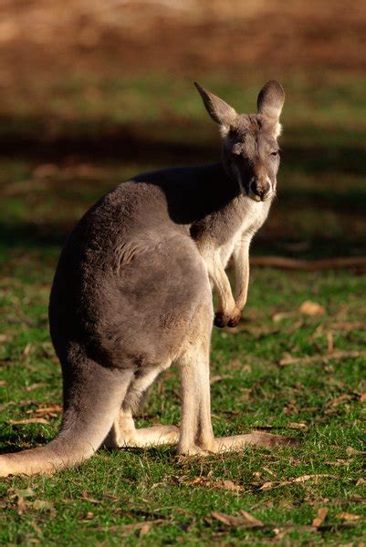 What Are the Prey or Predators of a Red Kangaroo? | Animals - mom.me