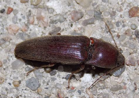 Click Beetle (Insects of Ohio) · iNaturalist