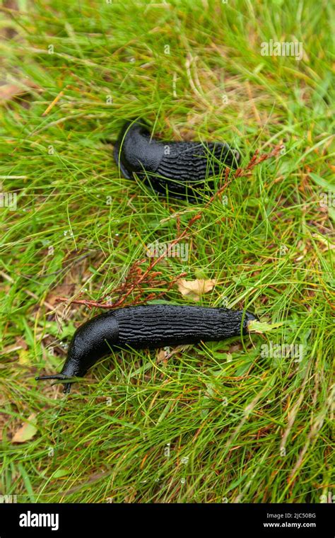 Two large black slugs on grass after heavy rain Stock Photo - Alamy