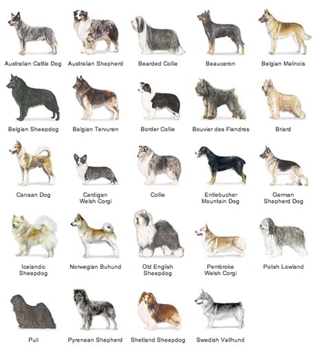 List Dog Breeds - Dog Breeds