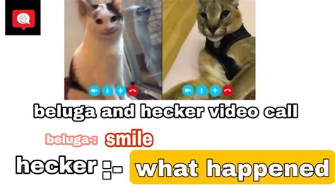 beluga cat and hecker cat comment conversation - YouTube