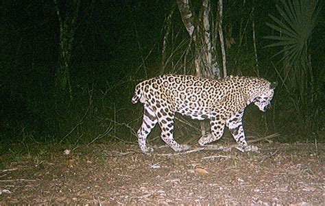 A Jaguar, Nicknamed “Short-Tail,” Becomes Living Symbol of Transboundary Conservation > Newsroom