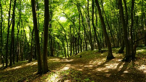 Forest Trails | Polaris Adventures