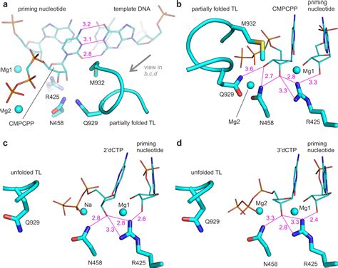 Solving the ancient problem of nucleic acid synthesis gives clues for the design of new ...