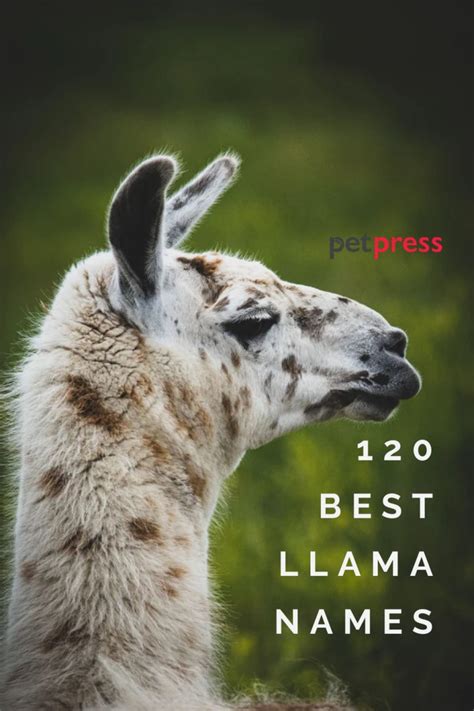 120 Best Llama Names - Cute & Funny Names for Your Llama