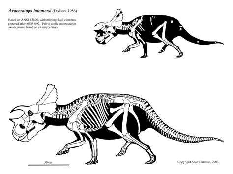 Avaceratops Pictures & Facts - The Dinosaur Database