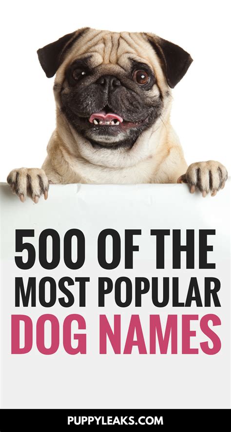 500 Of The Most Popular Dog Names - Puppy Leaks