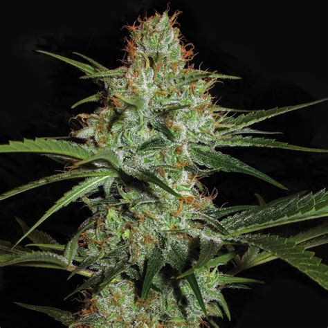 9 Best Hybrid Strains - Sensi Seeds