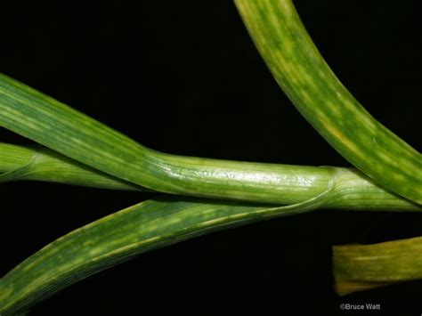 Pin on Garlic - Diseases and Pests Affecting Garlic Crops