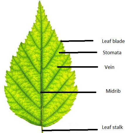 Parts Of A Leaf Diagram