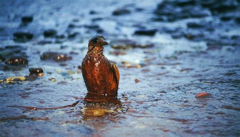 Pollution Effects on Birds | Sciencing