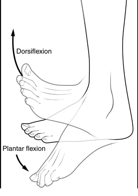 Heel Pain With Dorsiflexion | atelier-yuwa.ciao.jp