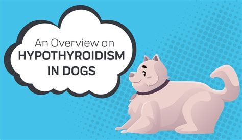 An Overview on Hypothyroidism in Dogs – Innovet Pet