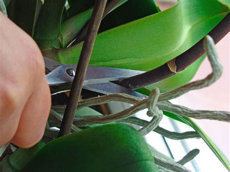 How to Prune an Orchid - Step by Step Guide - Brilliant Orchids