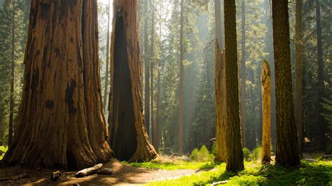 Sequoia National Park Wallpapers - 4k, HD Sequoia National Park Backgrounds on WallpaperBat