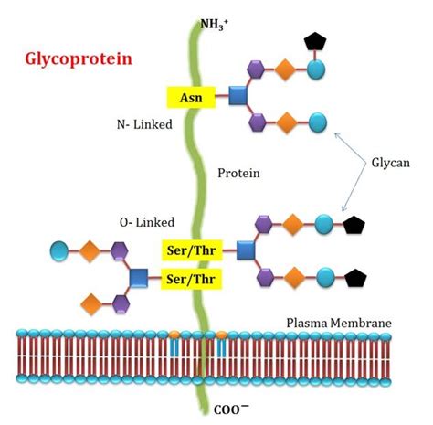 Glycoprotein vs Proteoglycan vs Glycolipid | EasyBiologyClass