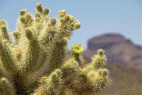 Teddy Bear Cholla Cactus with Flower Photograph by Amy Sorvillo