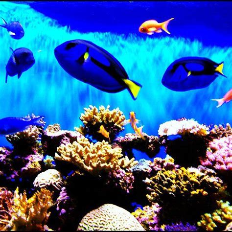 Double Dorys: Birch Aquarium at Scripps Birch Aquarium, Kids Events, La ...