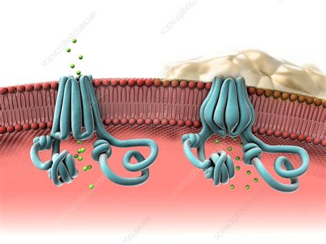 Normal and abnormal CFTR proteins - Stock Image - C022/9161 - Science ...