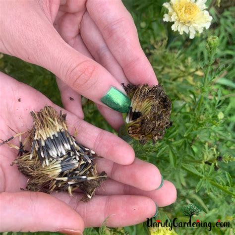 How to Save Marigold Seeds - Unruly Gardening