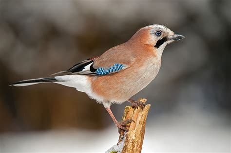 Winter jay 3 by Mike Pearce / 500px | World birds, Colorful birds, Pet ...