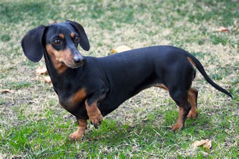 Dachshund Dog Breed » Information, Pictures, & More #daschundhumor #dappleDachshund | Dog breeds ...