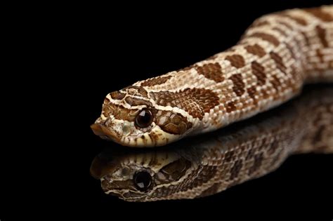 How big does a Hognose Snake get? | BALL PYTHON BREEDER UK