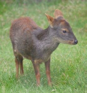 Southern Pudu Deer Facts & Info (Pudu Puda) - World Deer