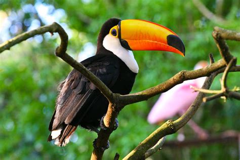 Fun Animal Facts to Help Save Animals: Toucan Facts, Toucan Habitat and ...