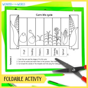 Corn life cycle plant foldout for interactive notebook by Wonder at the World