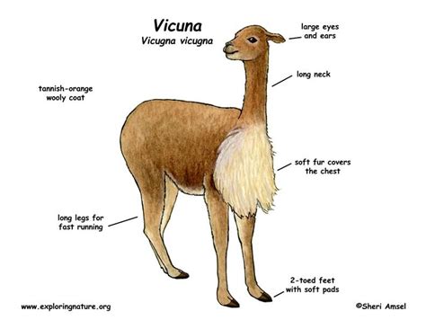 vicuna - Yahoo Image Search Results | South america, Animals, Food web