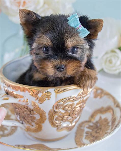 25 Teddy Bear Dog Breeds - Shichon, Morkie, Cockapoo | Teacup puppies ...