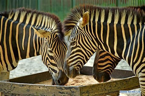 People visit Bangladesh National Zoo in Dhaka - Xinhua | English.news.cn